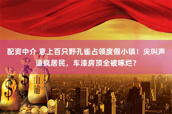 配资中介 意上百只野孔雀占领度假小镇!尖叫声逼疯居民,车漆房顶全被啄烂?